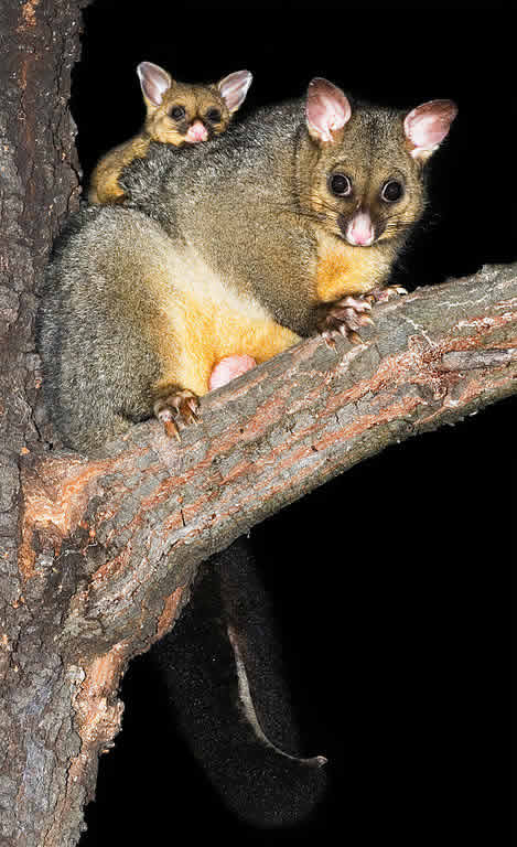 Australia wildlife: Common Brushtail Possum (Austin's Ferry, Tasmania)