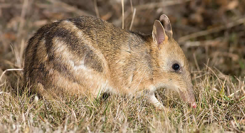 Australia wildlife: Eastern Barred Bandicoot (Poimena Reserve, Austin's Ferry, Tasmania)