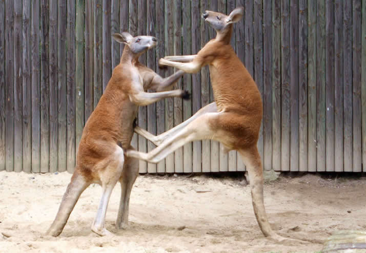 Australia wildlife: Fighting red kangaroos