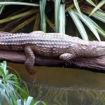 Australia wildlife: Freshwater Crocodile (Cairns)
