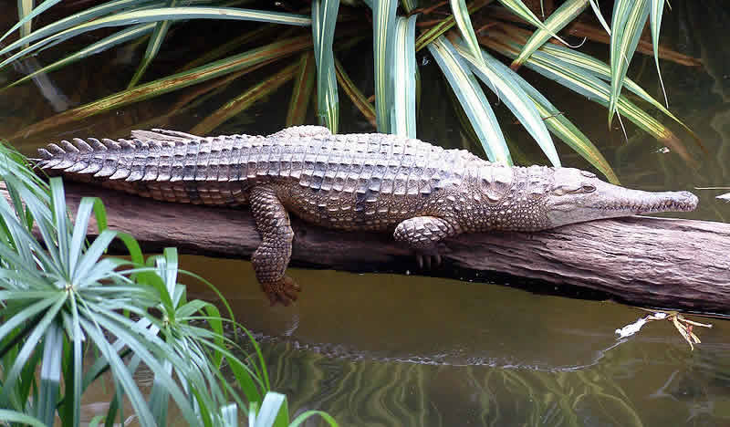 Australia wildlife: Freshwater Crocodile (Cairns)