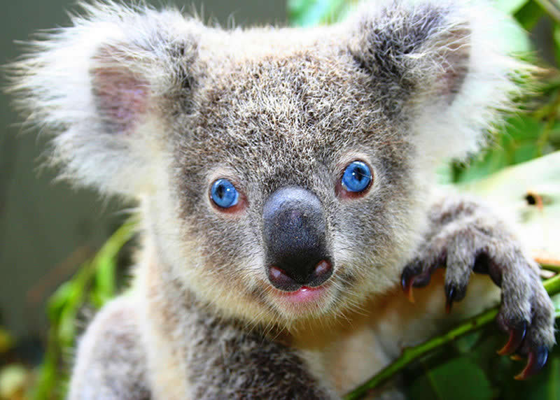 Australia wildlife: blue-eyed koala