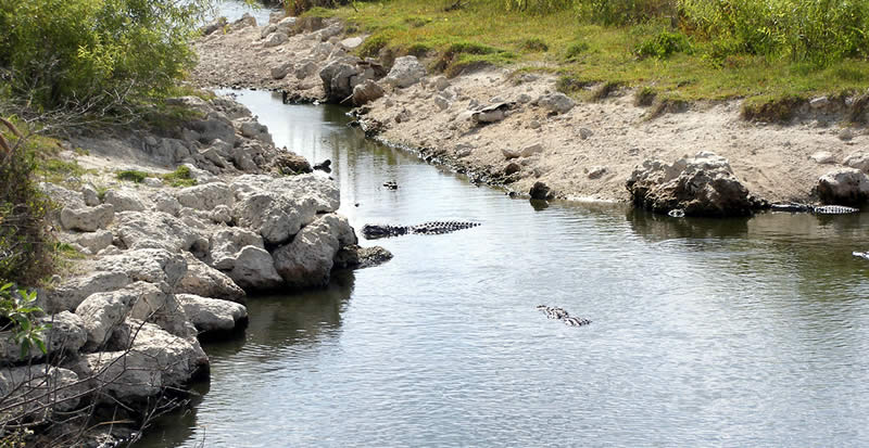 Big Cypress National Preserve - Florida - USA - crocodile | Go For Fun - Australian Travel and Photography Community