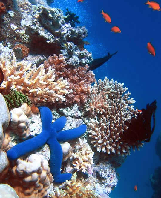 Blue Starfish - coral - Lighthouse - Ribbon Reefs - Great Barrier Reef