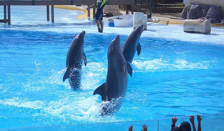 Dolphins in Selwo Marina, Benalmadena, Malaga, Spain