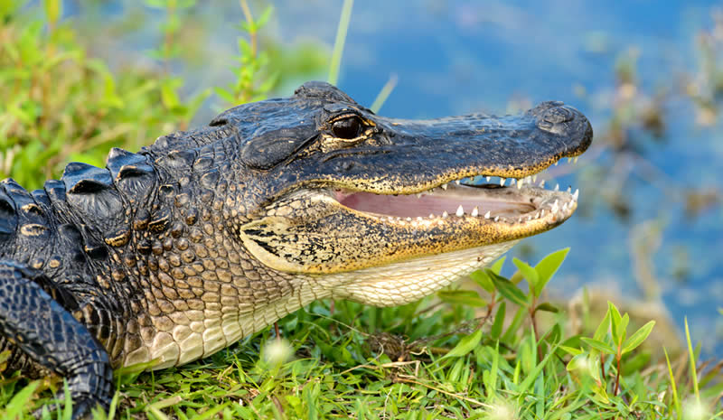 Everglades National Park - Florida - USA - crocodile | Go For Fun - Australian Travel and Photography Community