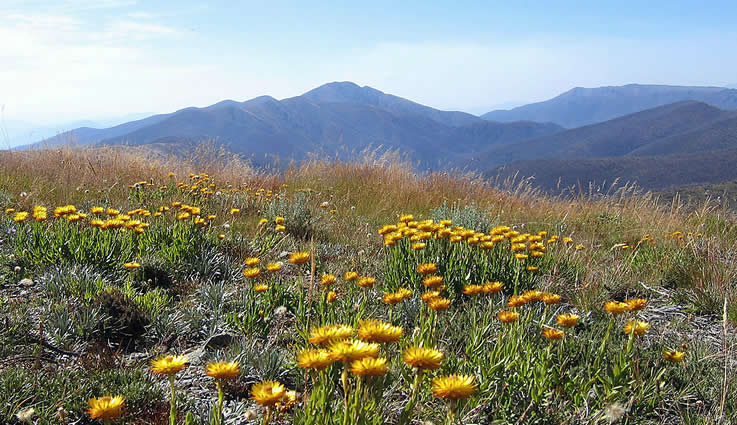 Looking over everlastings on Mt Hotham to Mt Feathertop, Victoria, Australia