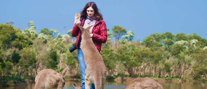 Feeding kangaroos in Phillip Island - South Australia