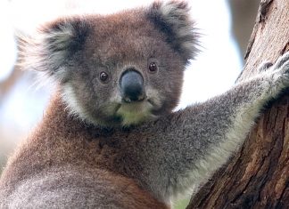 A koala climbing up a tree, Great Otway National Park, Victoria, Australia