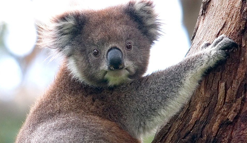 A koala climbing up a tree, Great Otway National Park, Victoria, Australia