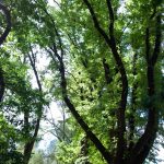 Kyneton-Botanical-Gardens-day-trip-MelbourneWP_20170326_14_46_40_Pro__highres_e