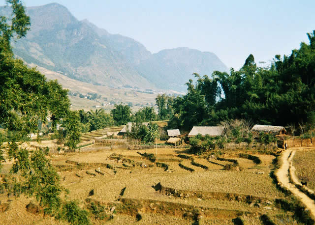 Laos - rice fields landscape