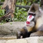 Mandrill - Singapore Zoo - Australians Travelling - Singapore