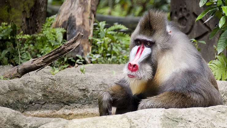 Mandrill - Singapore Zoo - Australians Travelling - Singapore