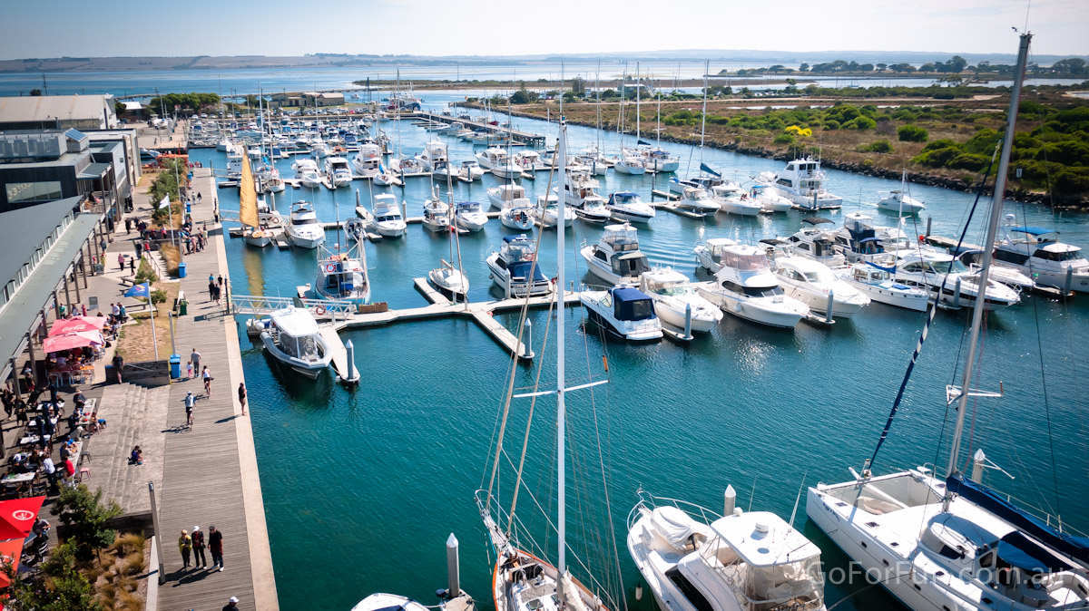 Port Phillip Bay - Eco Boat Discovery Tour - Queenscliff Harbour - South Bay Eco Adventures - seal - gannet - sea