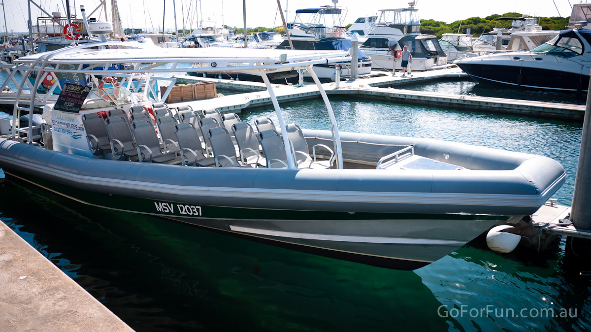 Port Phillip Bay - Eco Boat Discovery Tour - Queenscliff Harbour - South Bay Eco Adventures - seal - gannet - sea