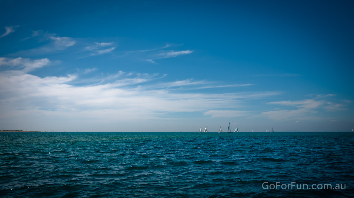 Port Phillip Bay - Eco Boat Discovery Tour - Queenscliff Harbour - South Bay Eco Adventures - seal - gannet - sea