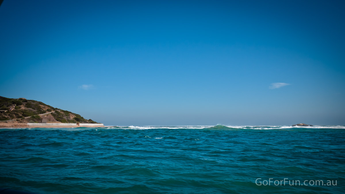 Port Phillip Bay - Eco Boat Discovery Tour - Queenscliff Harbour - South Bay Eco Adventures - seal - gannet - sea