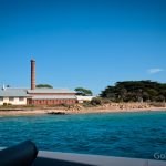 Port Phillip Bay - Eco Boat Discovery Tour - Queenscliff Harbour - South Bay Eco Adventures - seal - gannet - sea