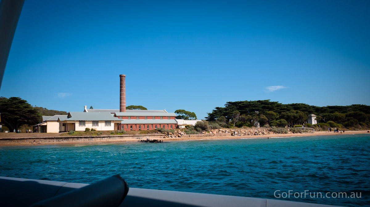 Port Phillip Bay - Eco Boat Discovery Tour - Queenscliff Harbour - South Bay Eco Adventures - seal - gannet - sea