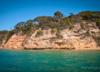 Port Phillip Bay - Eco Boat Discovery Tour - Queenscliff Harbour - South Bay Eco Adventures - seal - gannet - sea