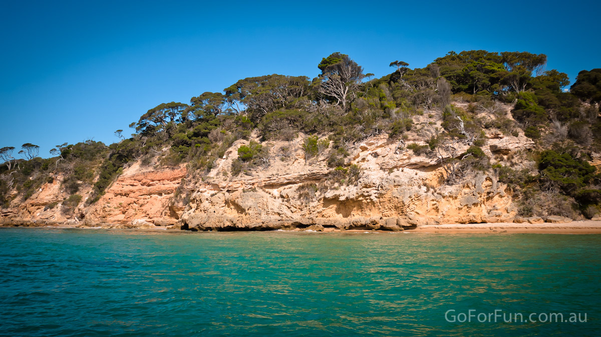 Port Phillip Bay - Eco Boat Discovery Tour - Queenscliff Harbour - South Bay Eco Adventures - seal - gannet - sea