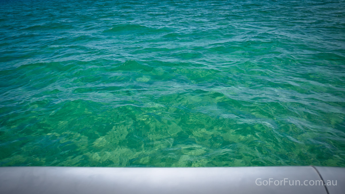 Port Phillip Bay - Eco Boat Discovery Tour - Queenscliff Harbour - South Bay Eco Adventures - seal - gannet - sea