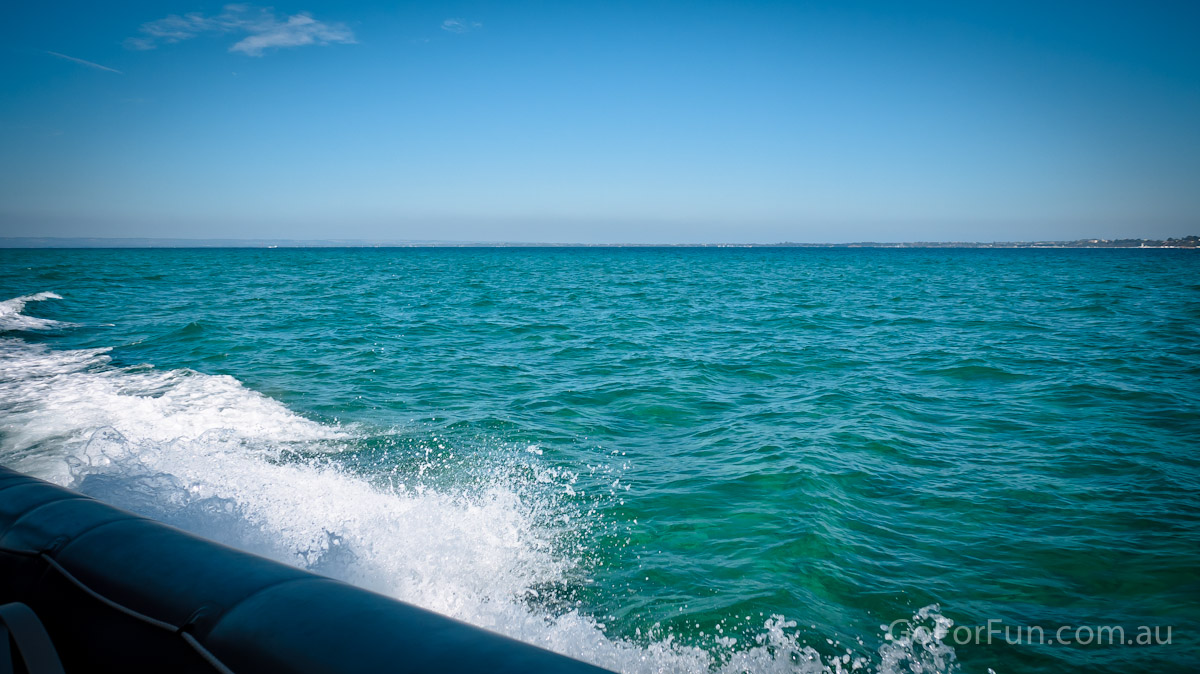 Port Phillip Bay - Eco Boat Discovery Tour - Queenscliff Harbour - South Bay Eco Adventures - seal - gannet - sea