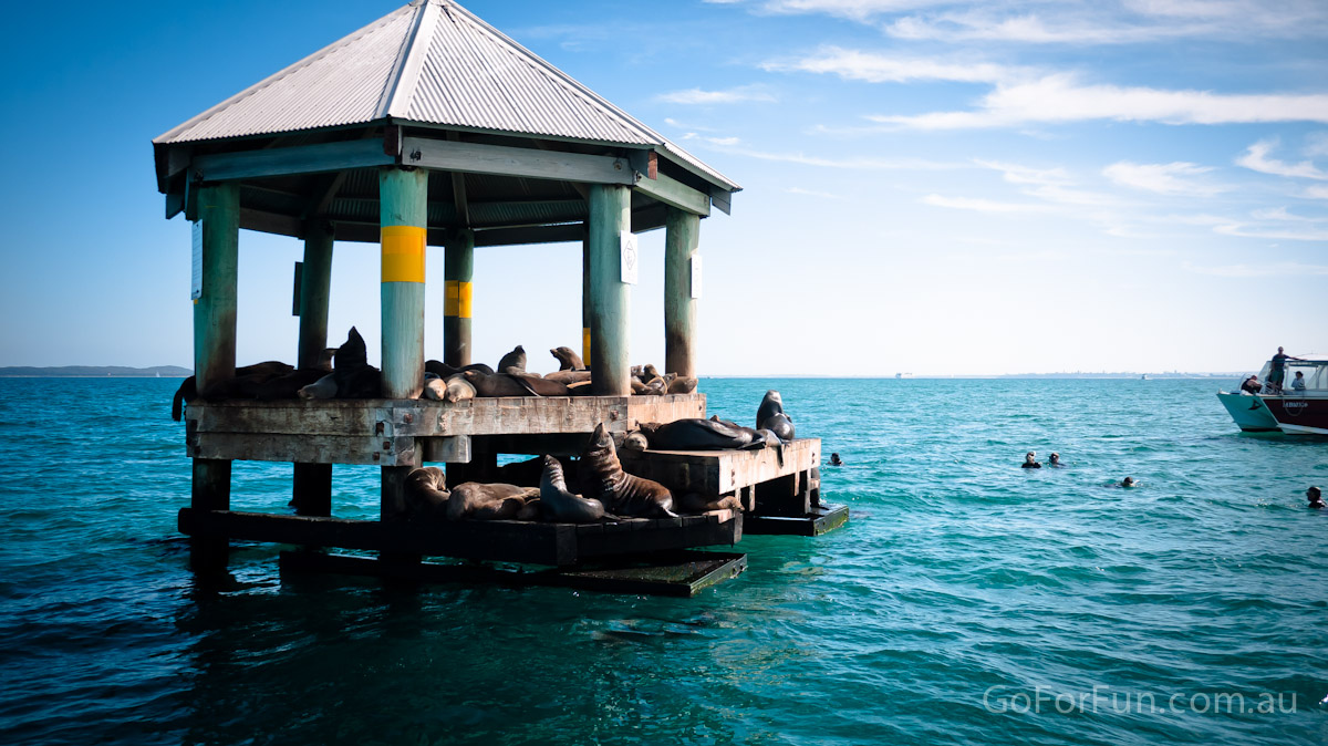 Port Phillip Bay - Eco Boat Discovery Tour - Queenscliff Harbour - South Bay Eco Adventures - seal - gannet - sea