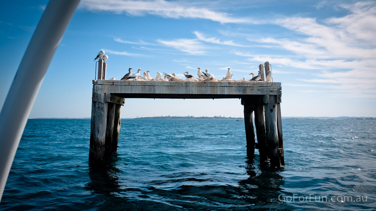 Port Phillip Bay - Eco Boat Discovery Tour - Queenscliff Harbour - South Bay Eco Adventures - seal - gannet - sea