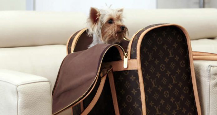 Pet dog in a bag at Ataturk Airport, Istanbul - travelling with pets