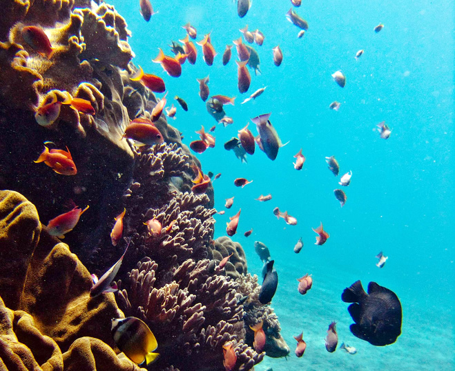 Scuba diving - Bali - Nusa Lembongan - Asia | Australian Travel and Activity Community - Go For Fun
