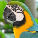Singapore Jurong Bird Park - The Must Visit Destinations in Singapore