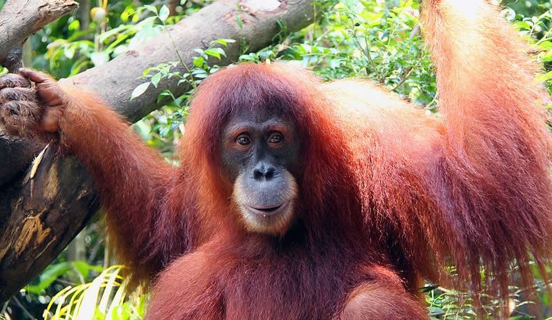 Singapore Zoo - Orangutan