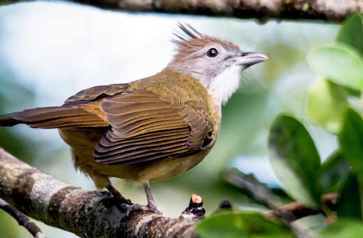 Lole propinqua - grey-eyed bulbul, Khao Yai National Park, Thailand