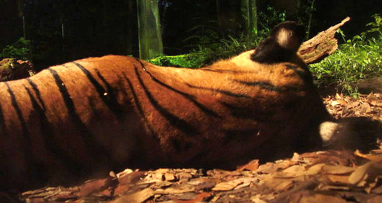 Tiger's head - Singapore's Night Safari