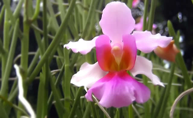 The Vanda Miss Joaquim is a natural orchid hybrid which is the Singapore's national flower - Australians Travelling - Singapore - Botanic Gardens