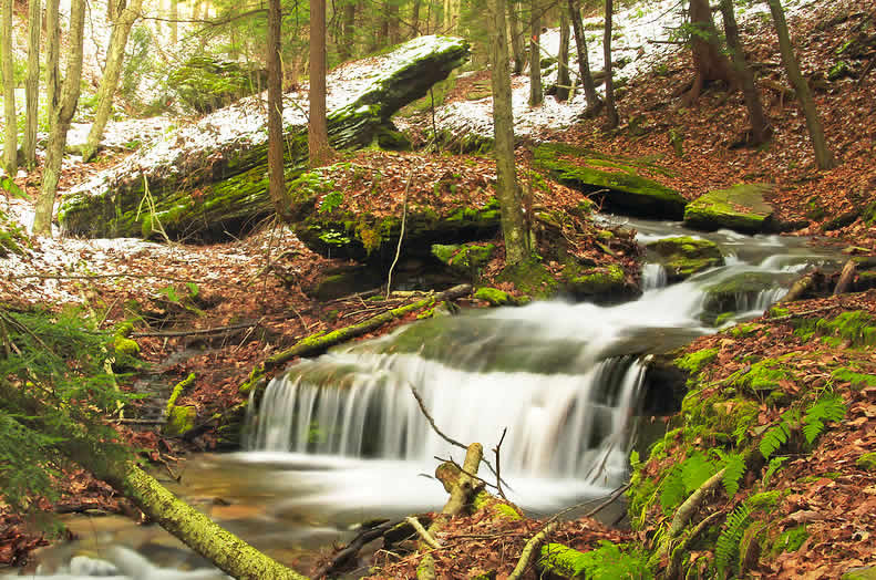 Wolf Run - Tiadaghton State Forest - Lycoming County