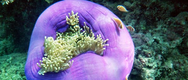 Great Barrier Reef - Eddy Reef off Mission Beach - Queensland