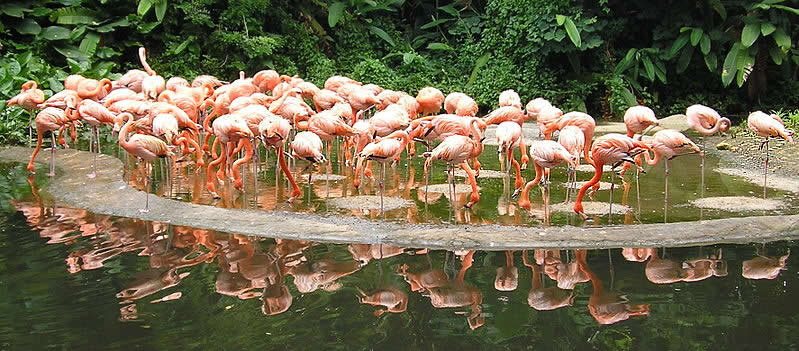 Flamingoes at Jurong Birdpark - Australians Travelling - Singapore