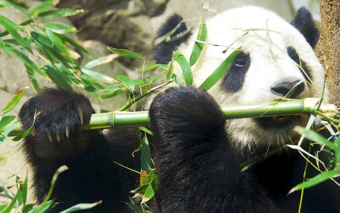 Giant panda