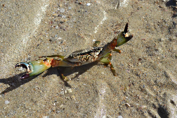 Hamilton Island (Queensland, Australia), crab