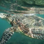 Hamilton Island (Queensland, Australia), turtle