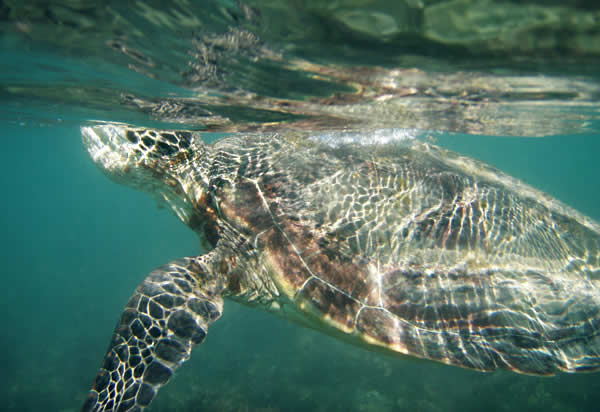 Hamilton Island (Queensland, Australia), turtle