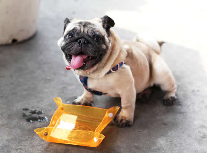 Hong Kong - dog is drinking water