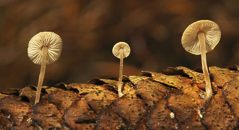 photo - light - nature - mushroom - brown - forest | Go For Fun - Australian Travel and Photography Community