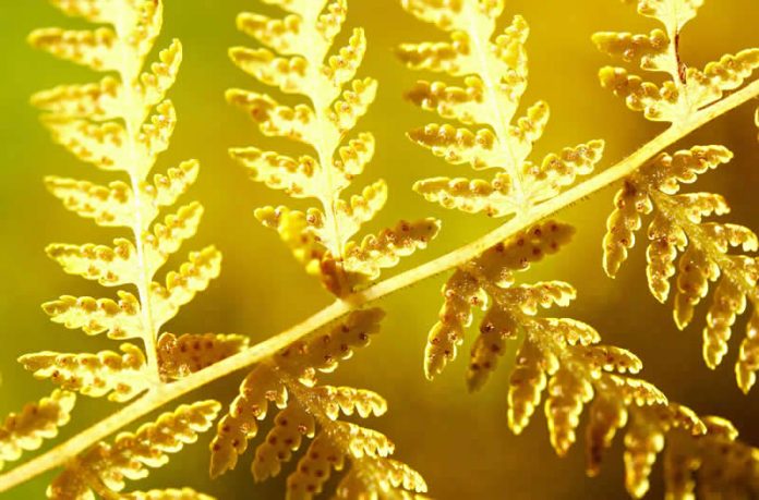 photo - macro - light - nature - yellow fern