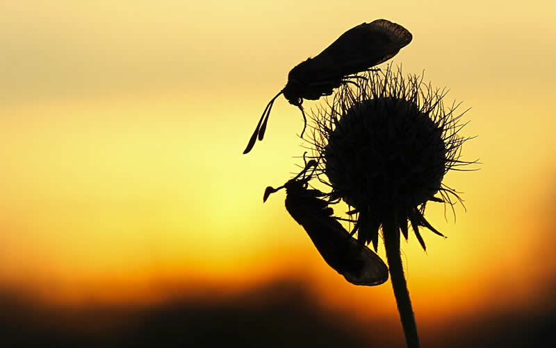 photo - macro - light - butterfly - papillon | Go For Fun - Australian Travel and Photography Community