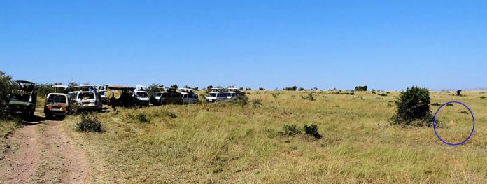 Safari in Masai Mara, Africa - Australians Travelling - Africa