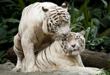Singapore Zoo - White tigers mating